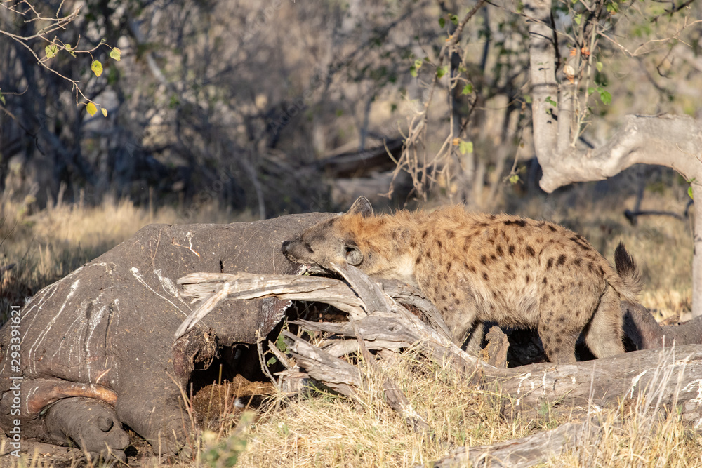 Hyena eats a hippopotamus carcass in the bush during the day. Scavenger animals that devour carcasses dead of animals, hyena spotted during the meal, nature photography in an African safari. Drought Hyena eats a hippopotamus carcass in the bush during the day. Scavenger animals that devour carcasses dead of animals, hyena spotted during the meal, nature photography in an African safari. Drought