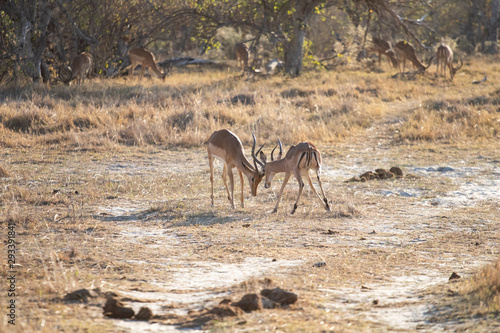 impala antelope males fight for territory and for females. Impala in Africa  the usual prey of leopards and lions fighting in the savannah. dust of fight