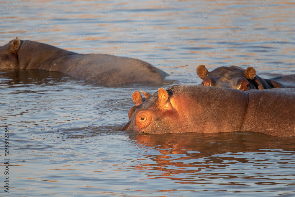 Fototapeta premium family of hippopotamuses is refreshed at the African sunset during the great drought in Botswana in August. On the banks of the okavango, a family of hippos swims in a wet puddle that resist drought