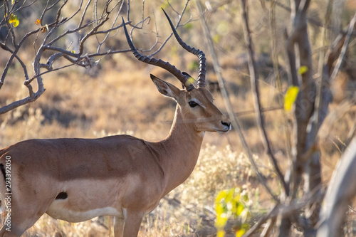 Wild Impala antelope in Africa, the usual prey of leopards and lions in savannah. Impala antelope in Botswana safari game drive