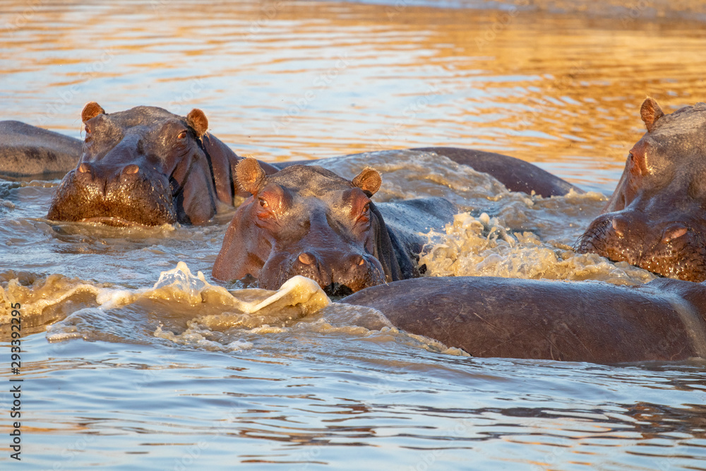 Fototapeta premium family of hippopotamuses is refreshed at the African sunset during the great drought in Botswana in August. On the banks of the okavango, a family of hippos swims in a wet puddle that resist drought