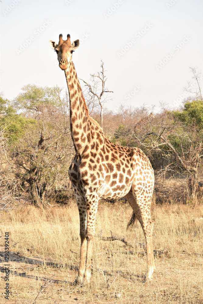 Giraffe in the Sabi Sands Kruger National Park South Africa