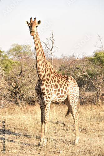 Giraffe in the Sabi Sands Kruger National Park South Africa