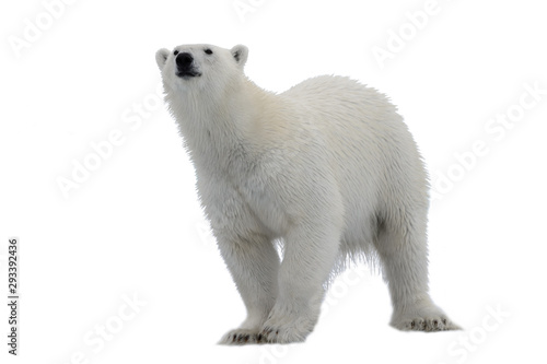 Polar bear (Ursus maritimus) isolated on white background