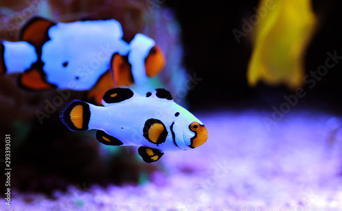 Captive-Bred Clownfish Wyoming White Clownfish - (Amphiprion ocellaris )  photo