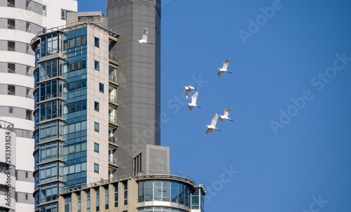 Rascacielos de Puerto Madero uno de los barrios más nuevos y exclusivos de la ciudad de Buenos Aires.  photo