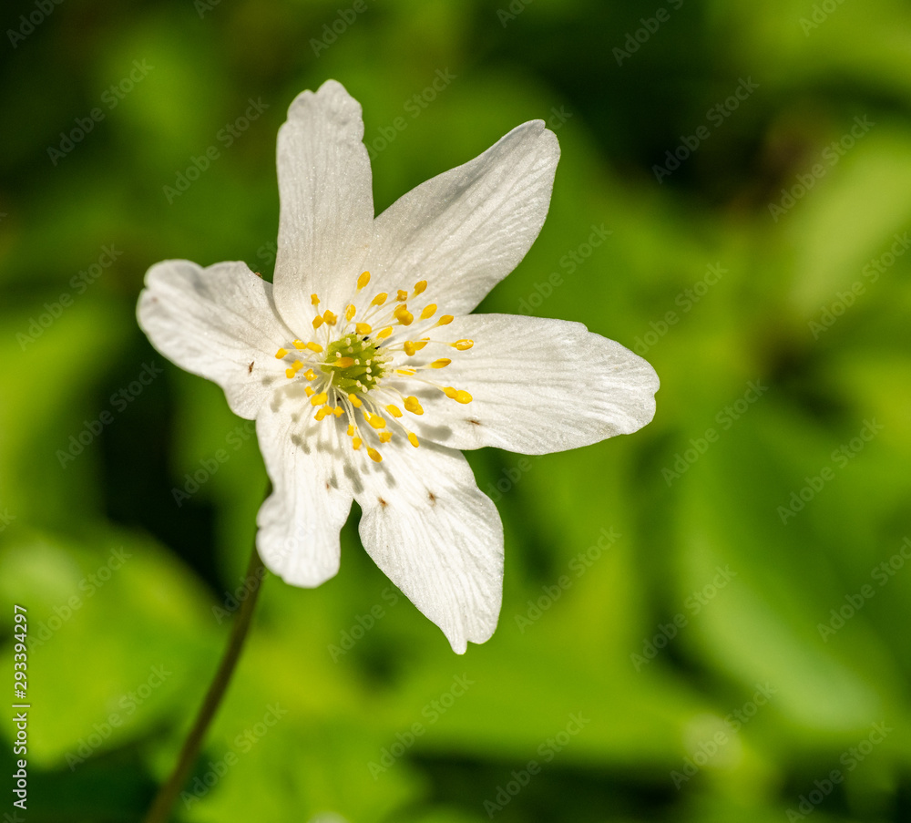 white flower white flower
