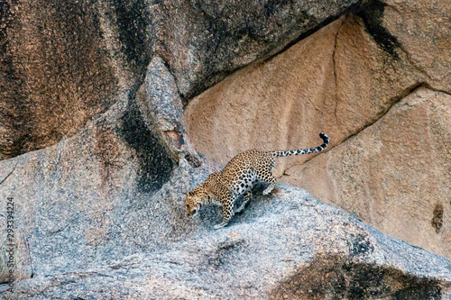 Leopard walking on the rocky cliffs at Bera Rajasthan India