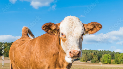  German cows in the countryside © Dragonfly