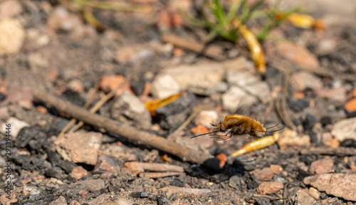 howering bee © Petr