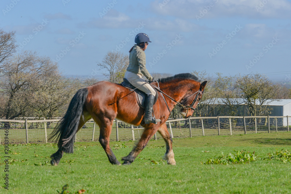 Young rider putting her bay horse through its paces in outdoor grass arena on sunny summers day. Young rider putting her bay horse through its paces in outdoor grass arena on sunny summers day.