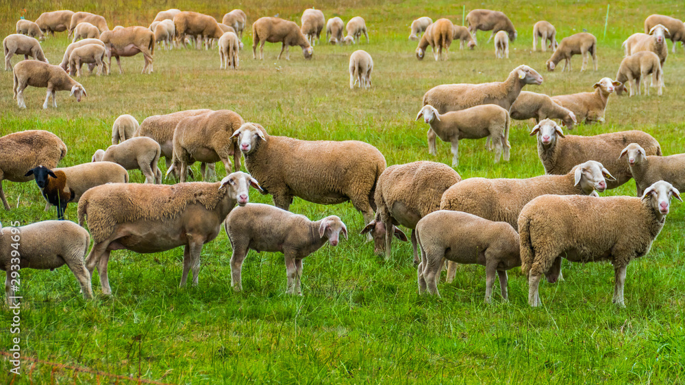  Flock of sheep on a meadow