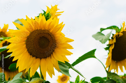 Sunflower on a background of green leaves and clear sky photo