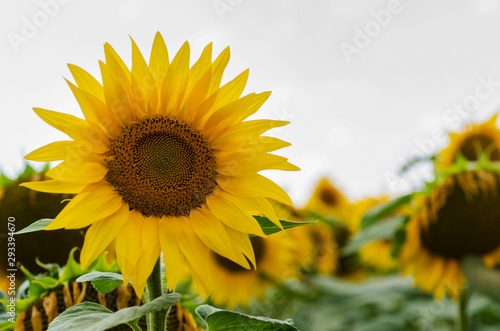 Sunflower flower on a background of green leaves and clear sky photo