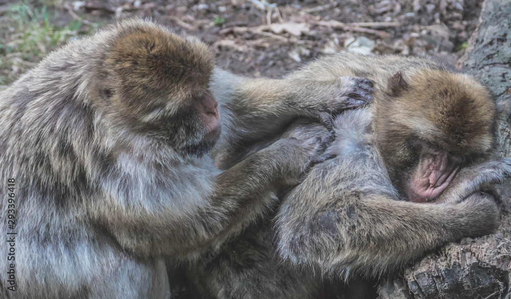 Obraz premium Monkeys in their daily life