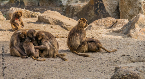 Group of monkeys in their daily life photo