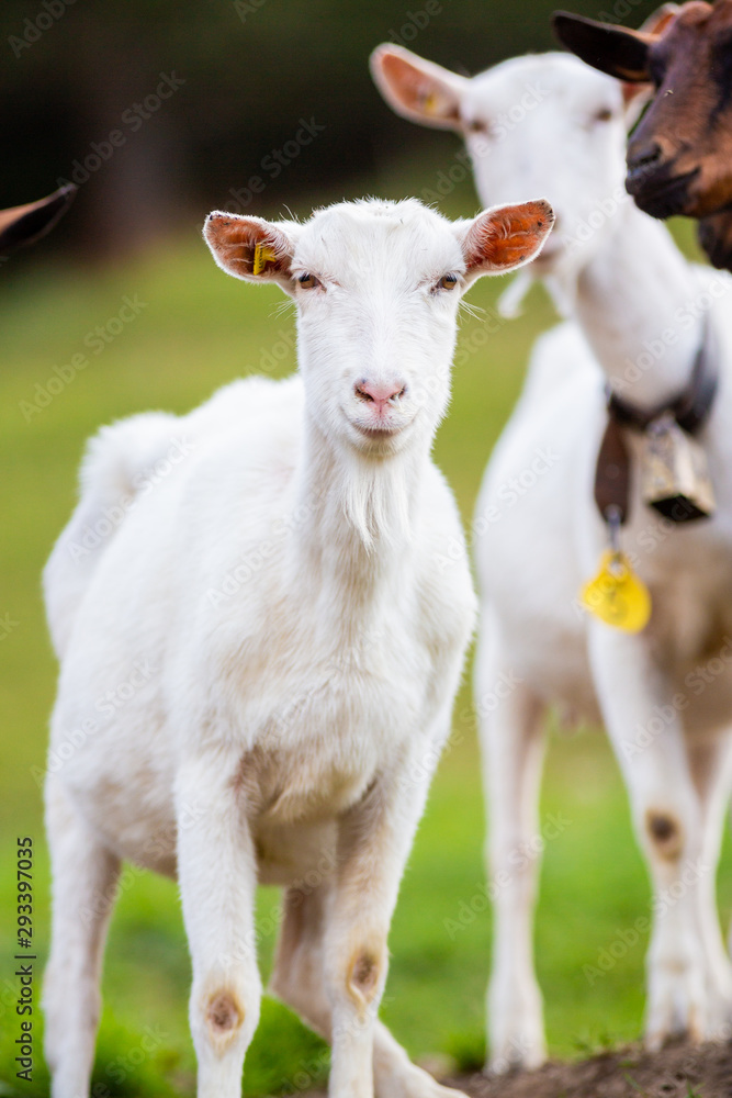goat face goats dairy farm animal goat face goats dairy farm animal
