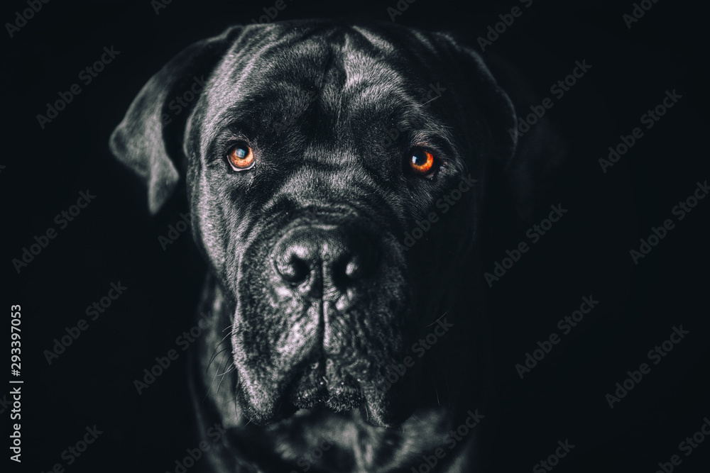 Italian Cane Corso, art of orange eyes Italian Cane Corso, art of orange eyes