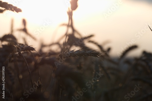 detail of a field in the warm sunset