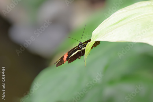 Tropical butterfly, macro close-up © Kim de Been