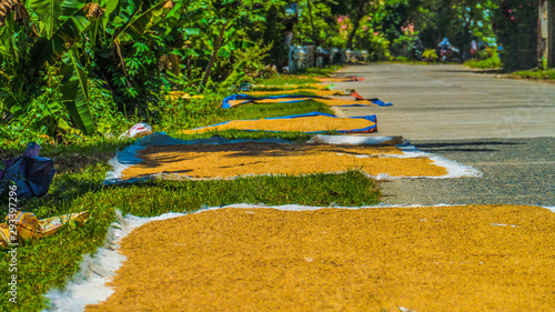 Rice dries after harvest in the sun on the road in the Philippines