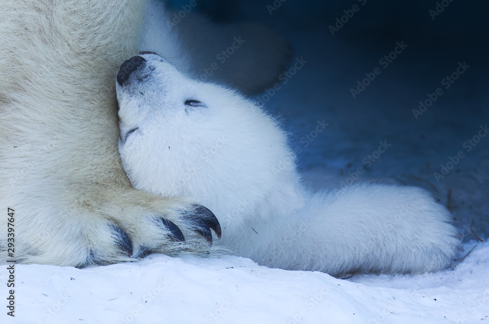 Baby Polar Bear Paw