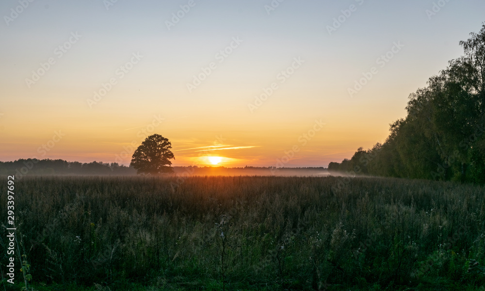 Obraz premium beautiful sunset with lonely tree in the field