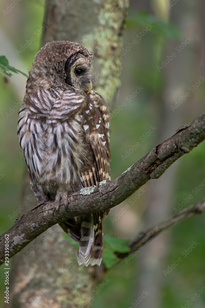 Obraz premium Fledgling Barred Owl waits for supper.