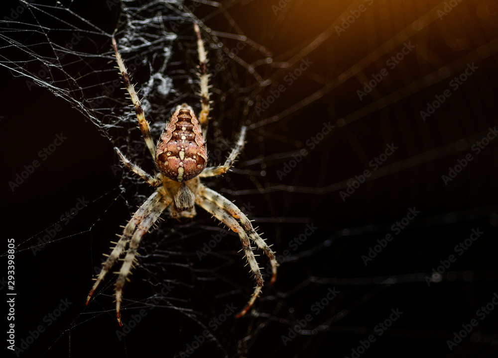 A large multi-colored spider braids its web A large multi-colored spider braids its web