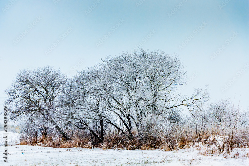 custom made wallpaper toronto digitalWinter landscape with snowy trees on blue sky background_