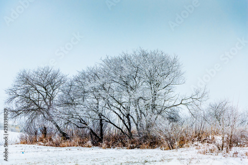 Wallpaper Mural Winter landscape with snowy trees on blue sky background_ Torontodigital.ca
