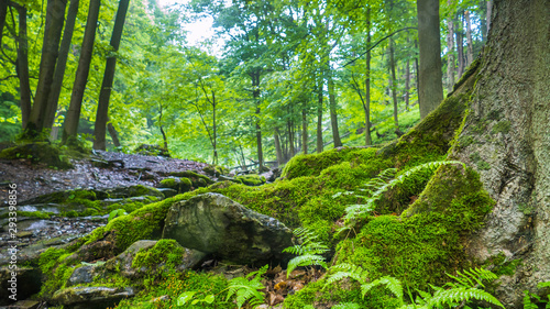 Foto Green unknown oasis in new york