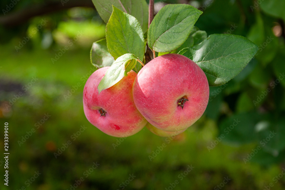 Red Ripe apples on a branch on a background of green foliage. Close-up on a sunny day Red Ripe apples on a branch on a background of green foliage. Close-up on a sunny day
