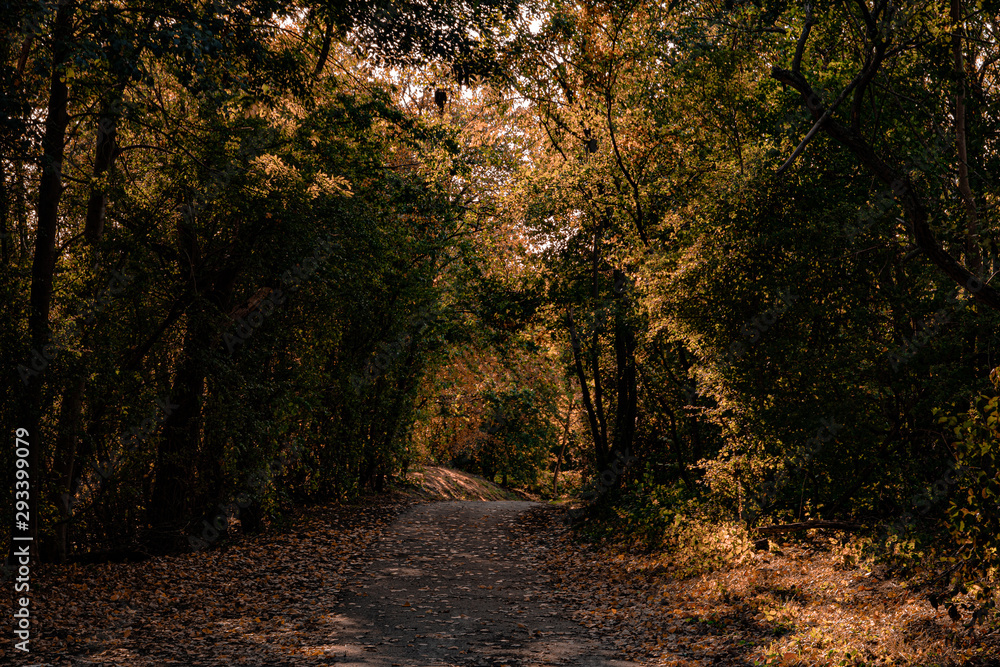 Fototapeta premium Waldweg