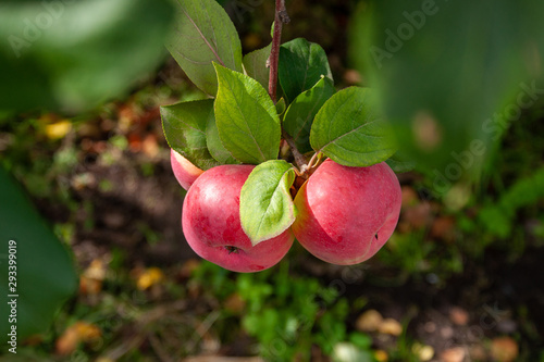 Red Ripe apples on a branch on a background of green foliage. Close-up on a sunny day