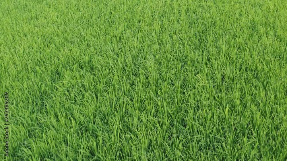 Aerial closeup view of fully grown paddy and ready for harvest in Sekinchan, Malaysia Aerial closeup view of fully grown paddy and ready for harvest in Sekinchan, Malaysia