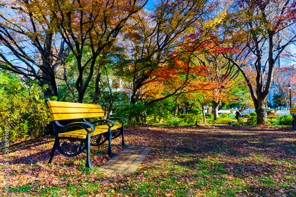 日本の秋のイメージ：落葉と紅葉した木々に囲まれたリラックス空間に思わず座りたくなるベンチのある風景