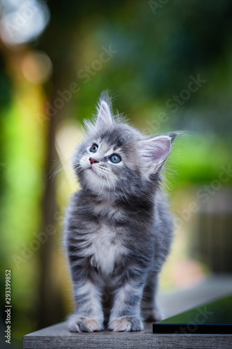 Close-up an adorable blue tabby small kitten looking up in garden with soft light background. Gray Maincoon cat in forest daytime lighting