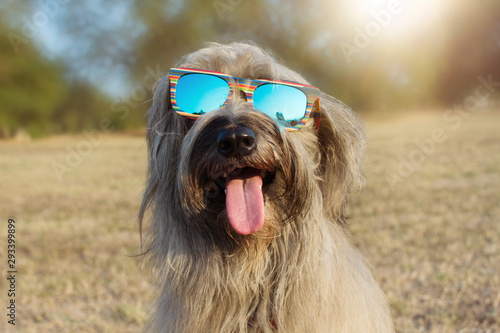 Fotografia Funny dog summer wearing colorful sunglasses and sticking out tongue at the park