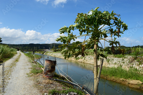 沖縄の田舎の川と道沿いに植えられたパパイヤ