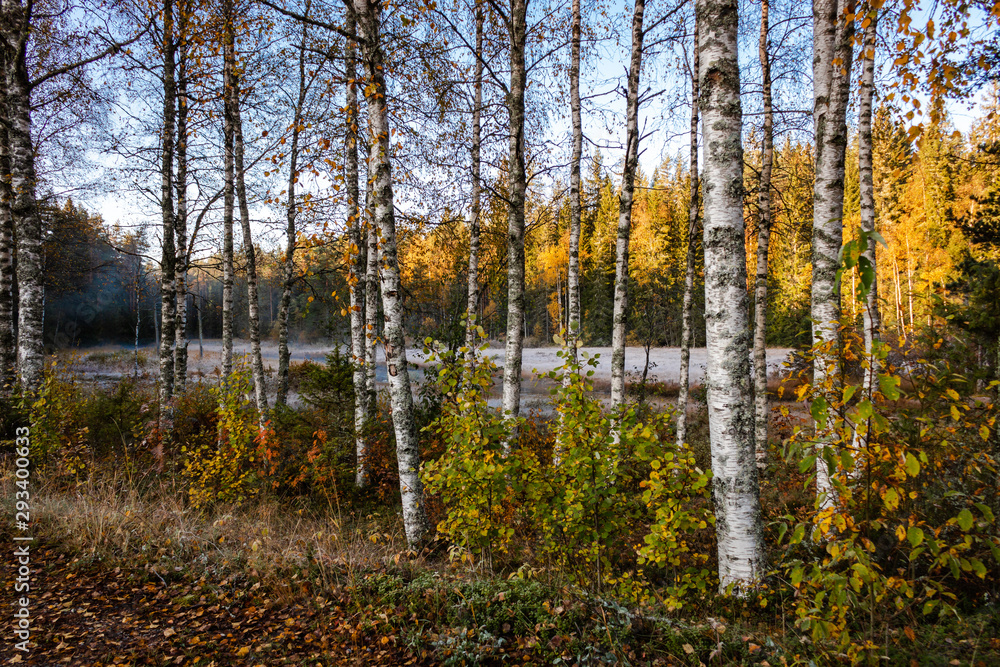 Autumn mist on a sunny morning near a small river in Sweden Autumn mist on a sunny morning near a small river in Sweden