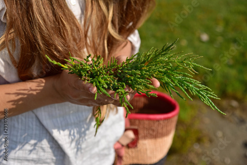 Salicornia grass collecting hands eatable wild food Denmark