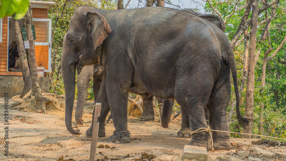 Obraz premium Elephant as a prisoner of the people