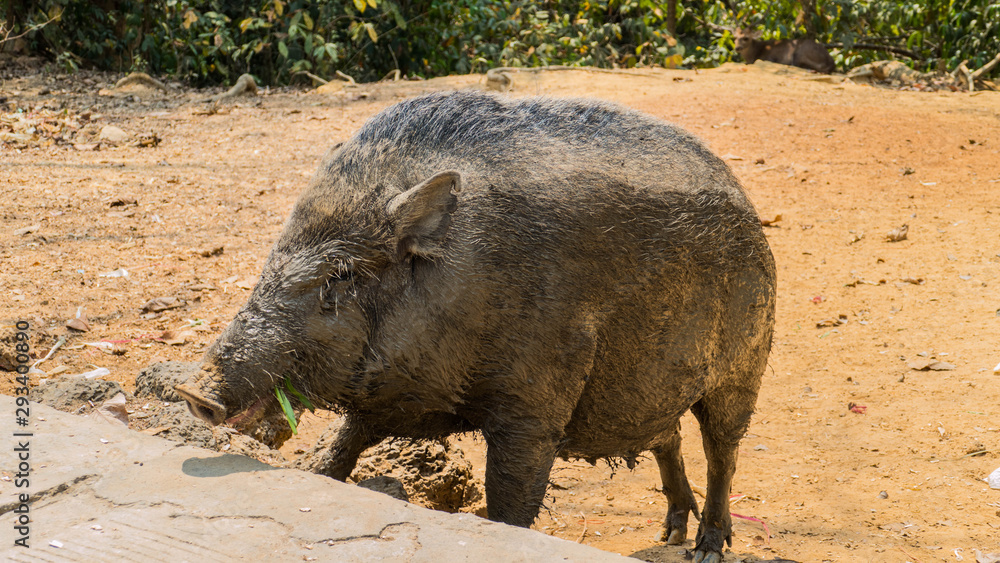 Dear and satisfied boar in the park Dear and satisfied boar in the park