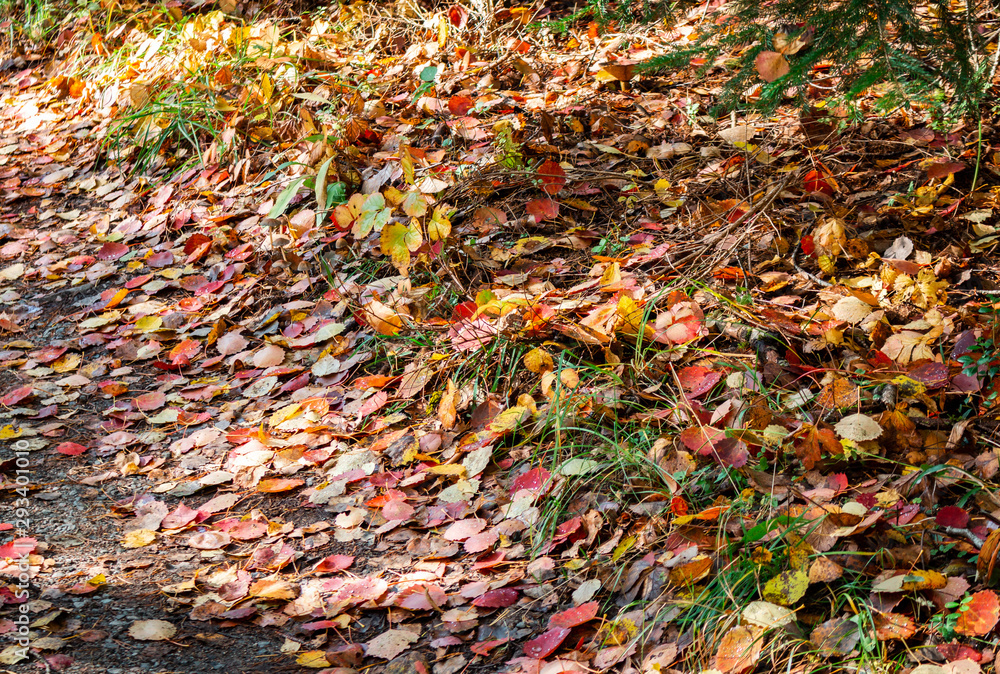 Colorfull autumn leaves on the forest floor on a sunny day