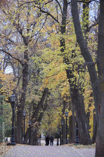 yellow trees in the park