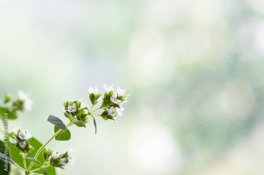 Flowering fragrant oregano herb on a blurry background.