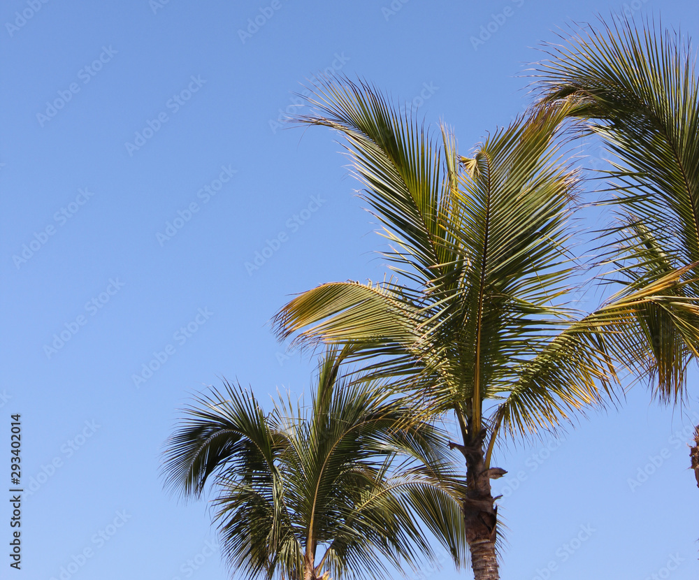 Fototapeta premium palms on a sunny day