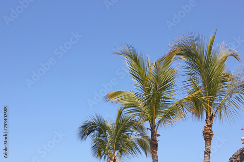 Palms under blue sky