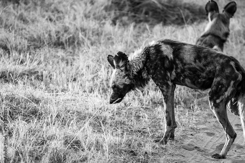 Wild dogs hunting in botswana, wild animals spotting during game drive safari
